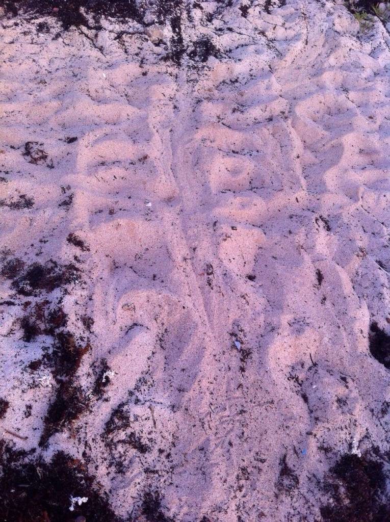 11169607_10153204785316904_8416021910642937161_o