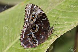 underside of wings