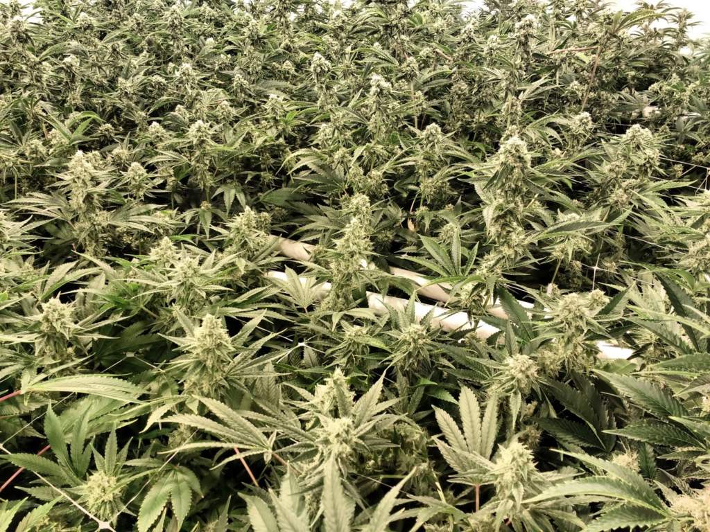 Cannabis in Mexico